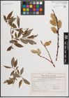 Foto von Salix daphnoides Vill.